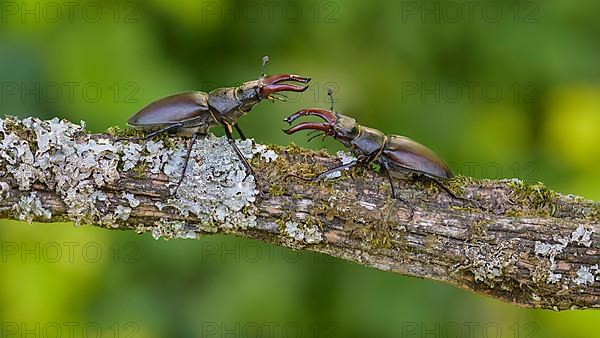 Stag beetle,