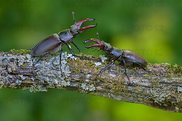 Stag beetle,