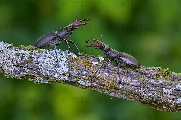 Stag beetle,