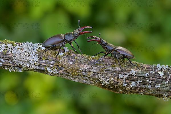 Stag beetle,