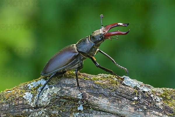 Stag beetle,