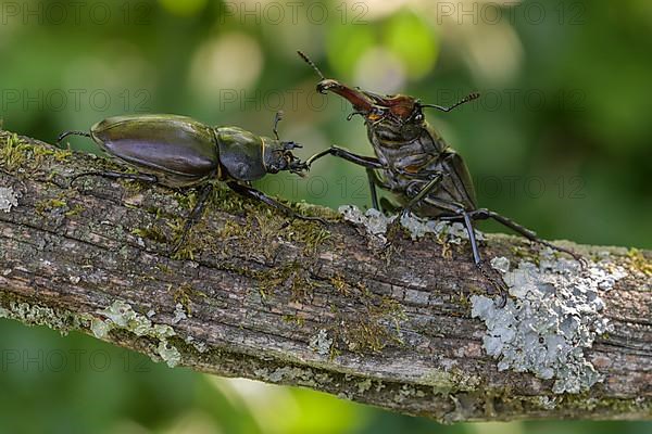 Stag beetle,