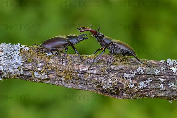 Stag beetle,