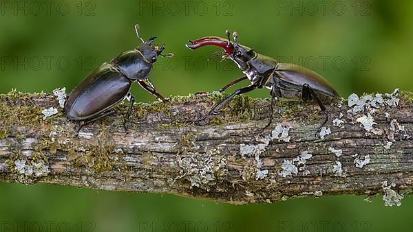 Stag beetle,