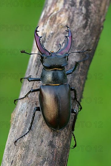 Stag beetle,