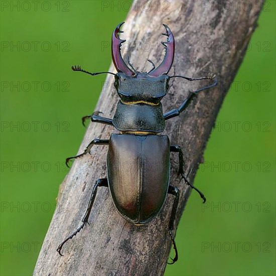 Stag beetle,