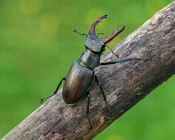 Stag beetle,