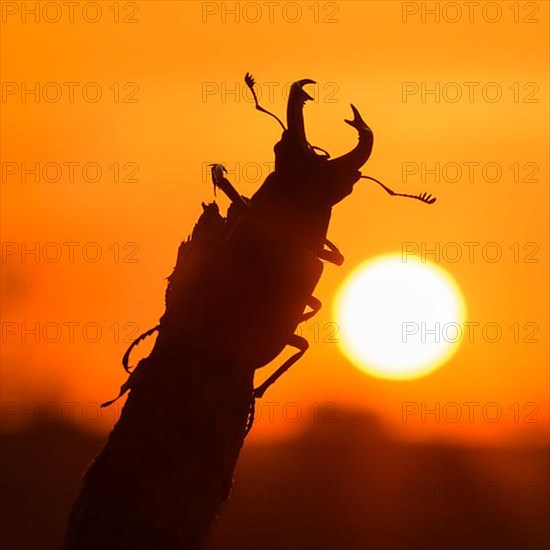 Stag beetle,