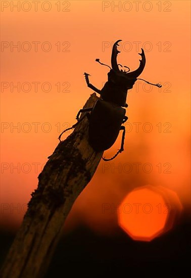 Stag beetle,