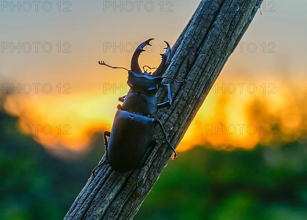 Stag beetle,