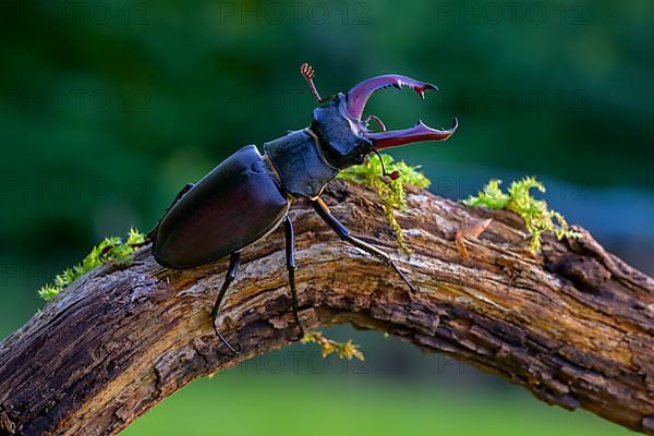 Stag beetle,