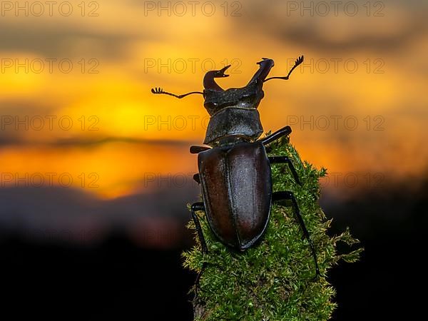 Stag beetle,