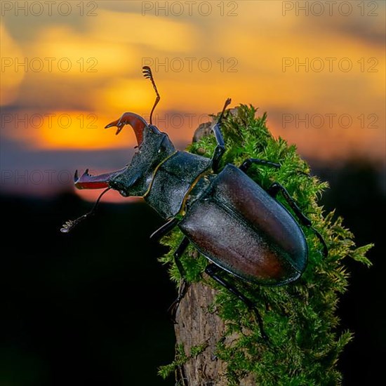 Stag beetle,