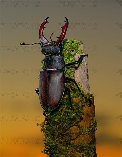 Stag beetle,