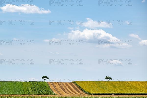 Landscape in summer with tree and blossoming sunflowers, harvested grain field