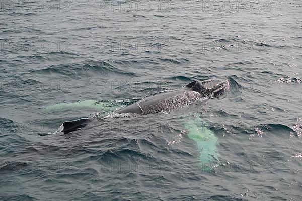 Humpback Whale,