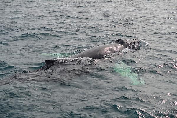 Humpback Whale,