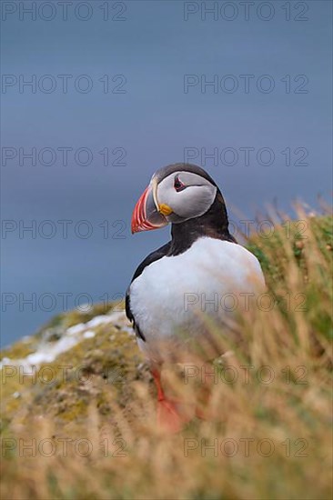 Atlantic Puffin,