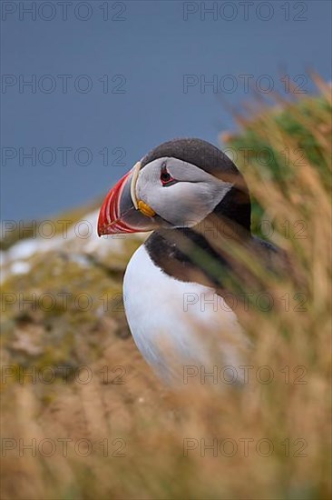 Atlantic Puffin,