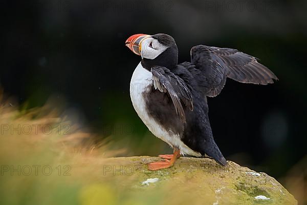 Atlantic Puffin,