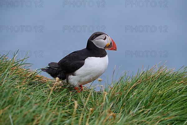 Atlantic Puffin,