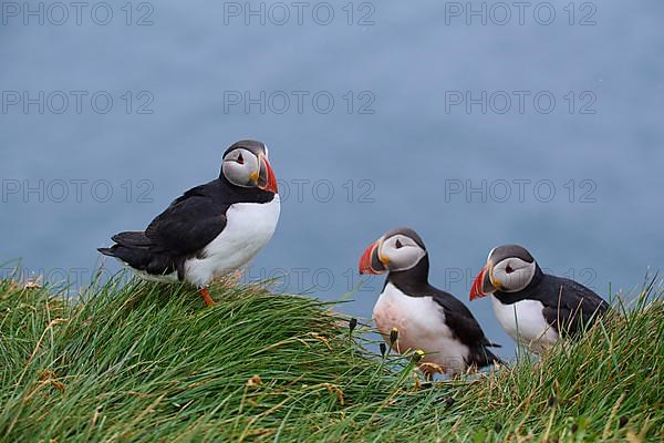 Atlantic Puffin,