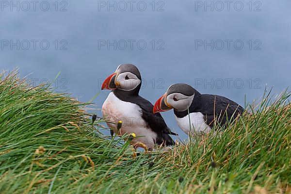 Atlantic Puffin,