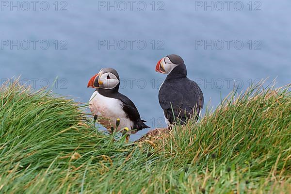 Atlantic Puffin,