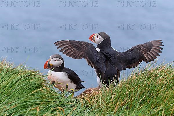 Atlantic Puffin,