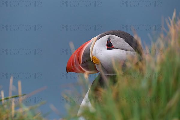 Atlantic Puffin,