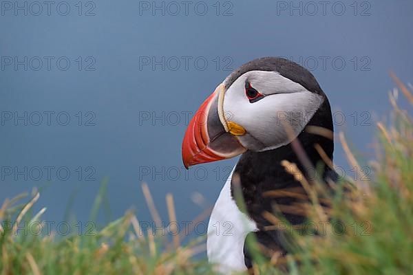 Atlantic Puffin,