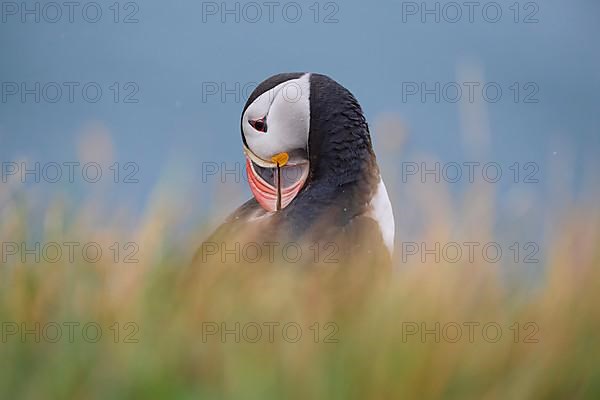 Atlantic Puffin,