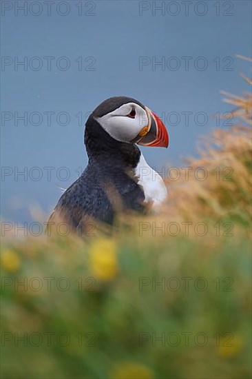 Atlantic Puffin,