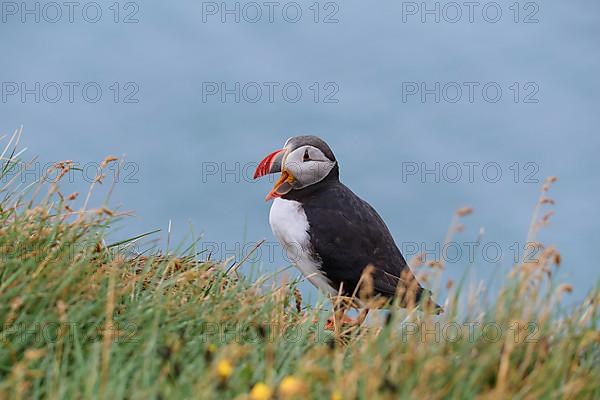 Atlantic Puffin,