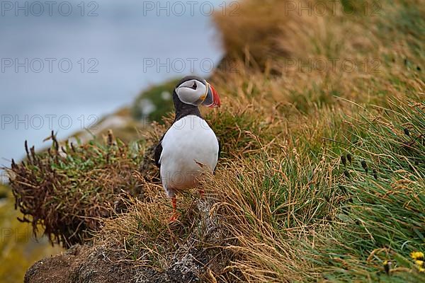 Atlantic Puffin,