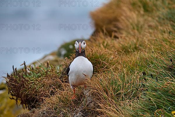 Atlantic Puffin,