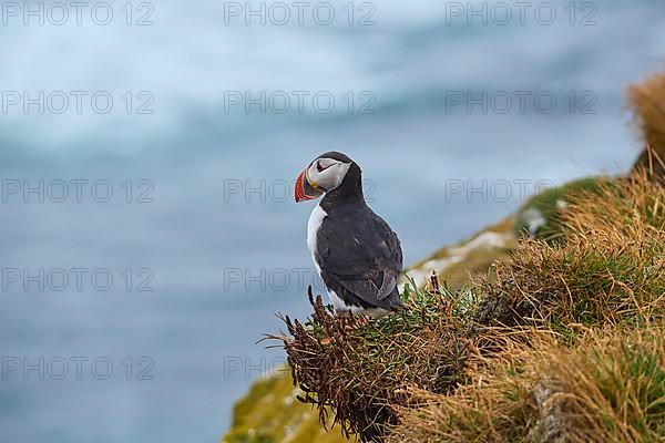 Atlantic Puffin,