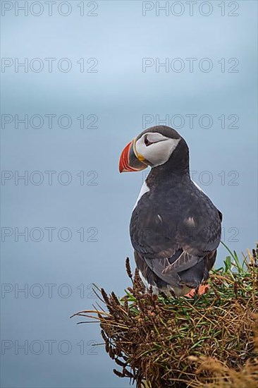 Atlantic Puffin,