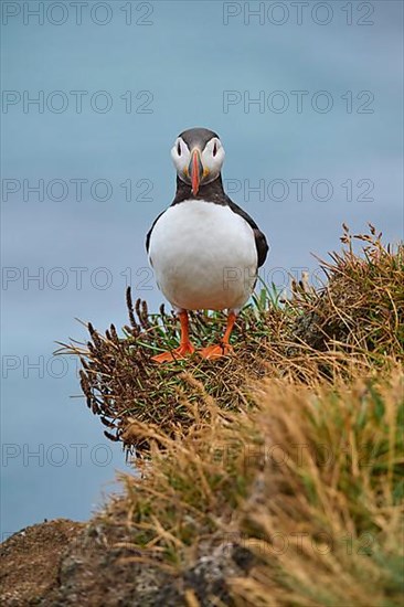 Atlantic Puffin,