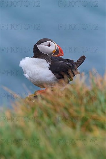 Atlantic Puffin,