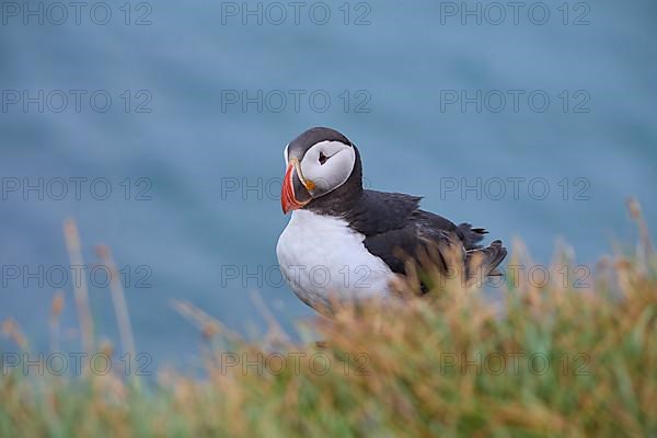 Atlantic Puffin,