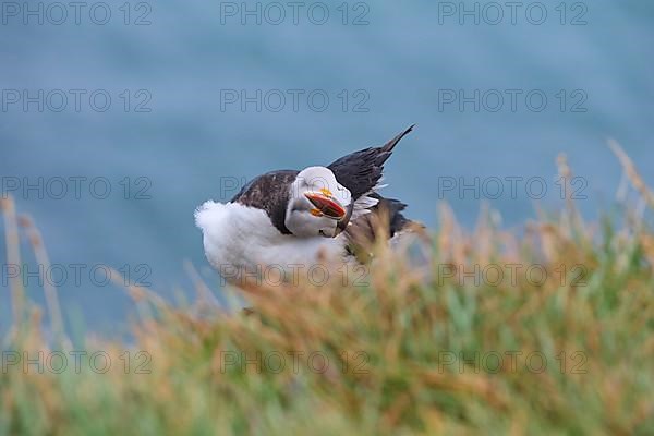 Atlantic Puffin,