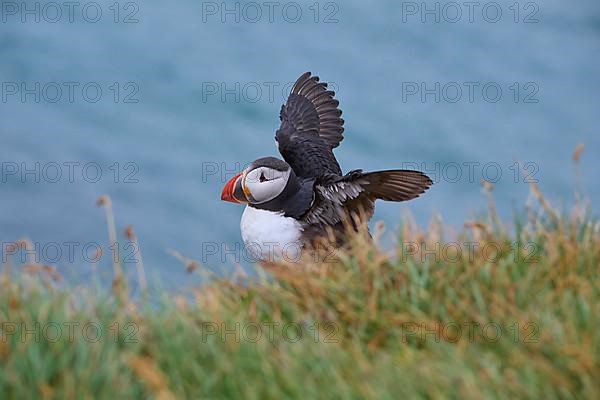 Atlantic Puffin,