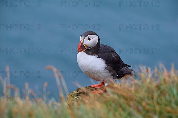 Atlantic Puffin,