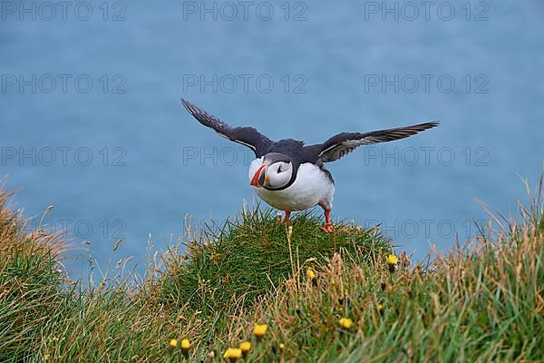 Atlantic Puffin,