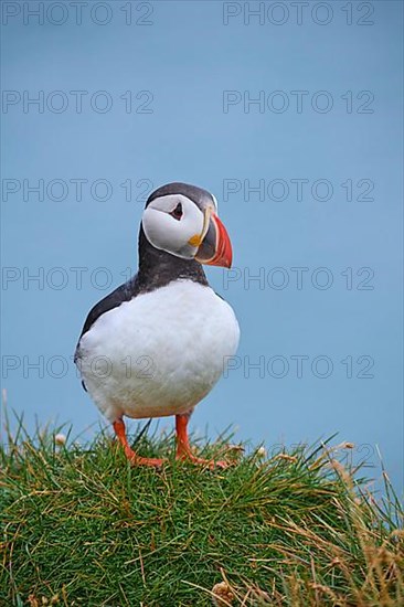 Atlantic Puffin,