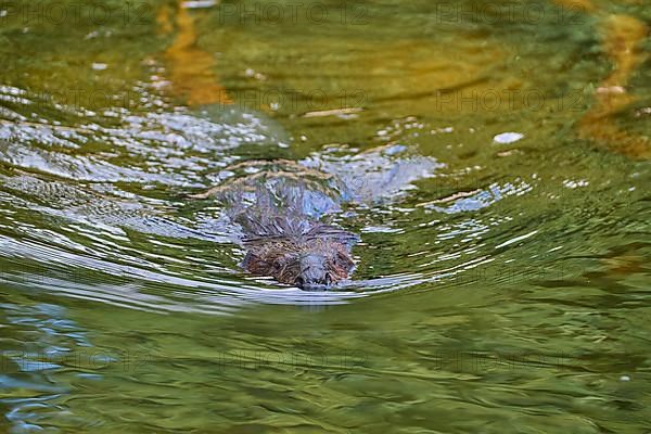 European beaver,