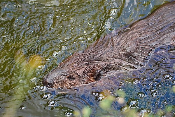 European beaver,