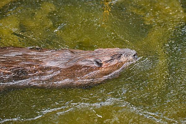 European beaver,