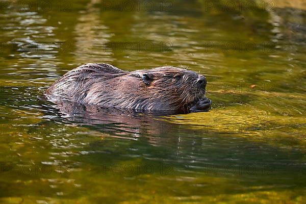 European beaver,